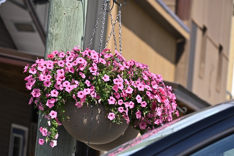 Hanging Planter